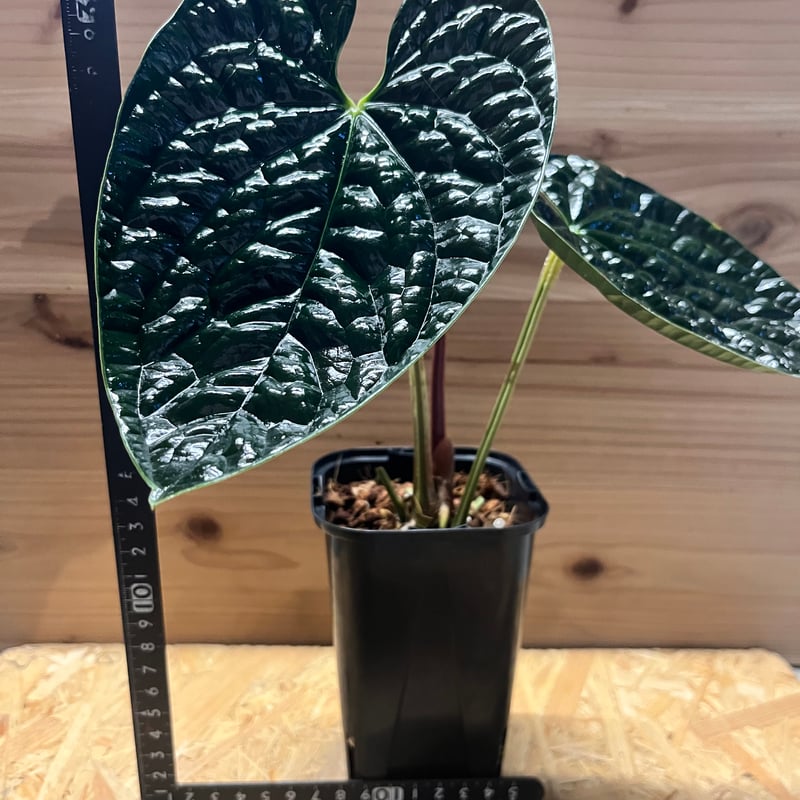 アンスリウム ルクスリアンス 現品お届け】アンスリウム ルクスリアンス Anthurium luxrians 4号（1