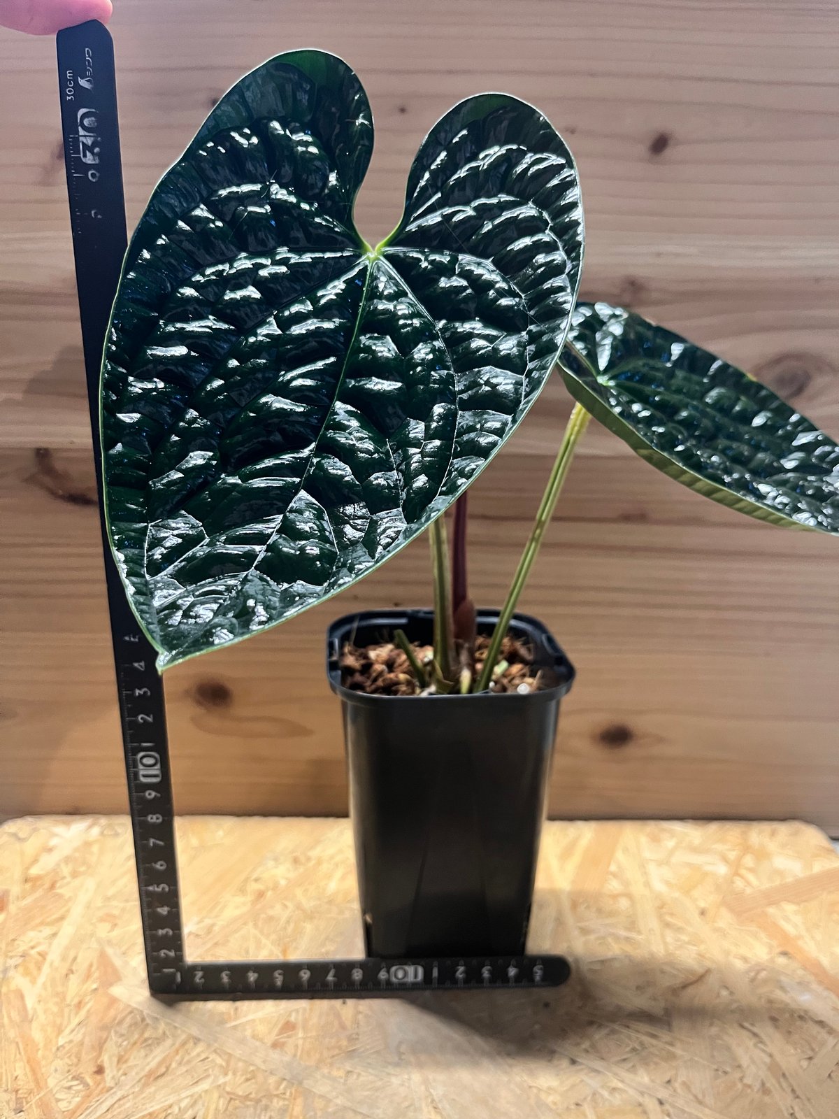 アンスリウム ルクスリアンス 'ブラック' | GREEN LUCK