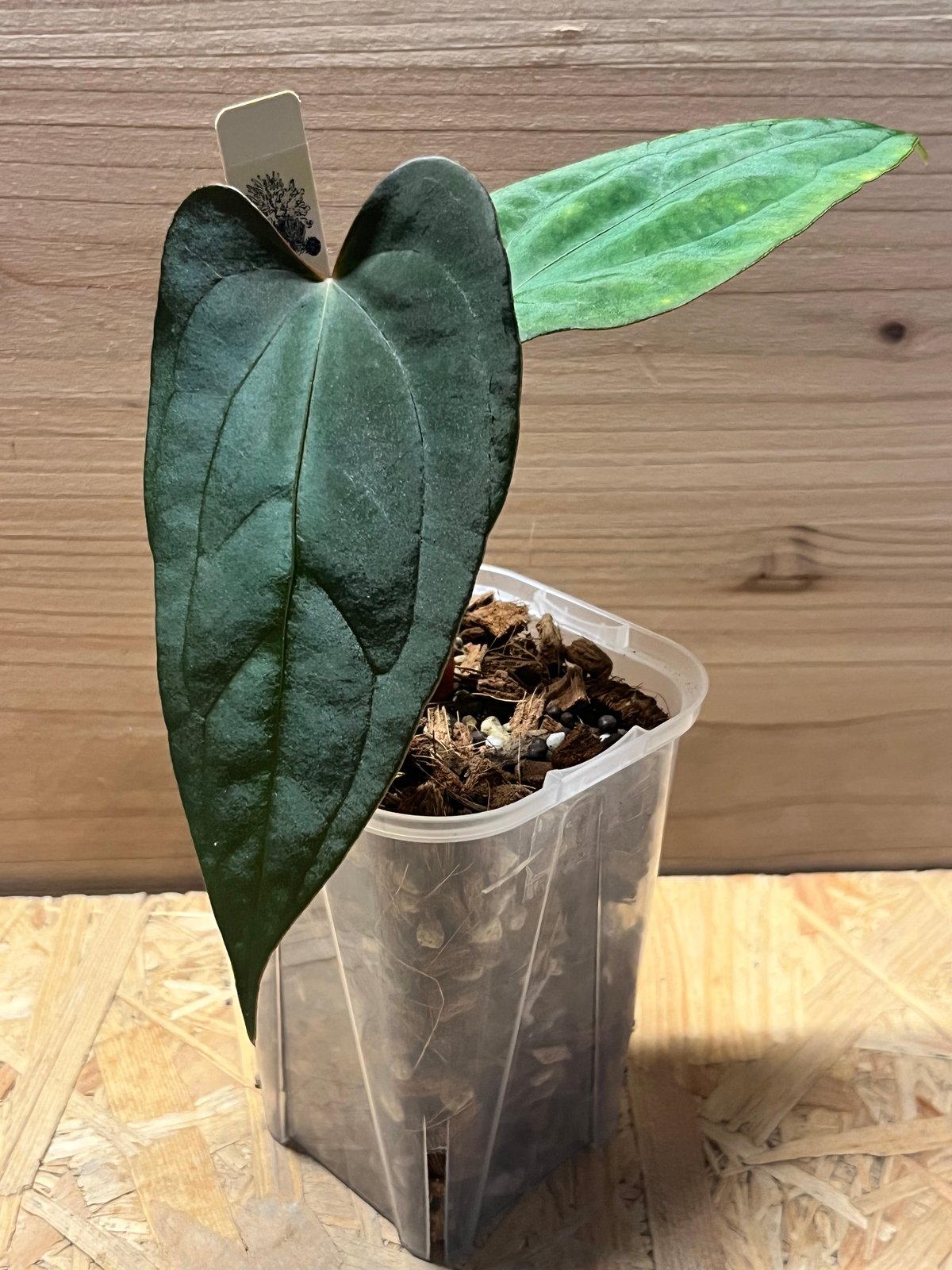 T072 激レア種！！こちらが本物のアンスリウム ミナハサ 現地球 観葉