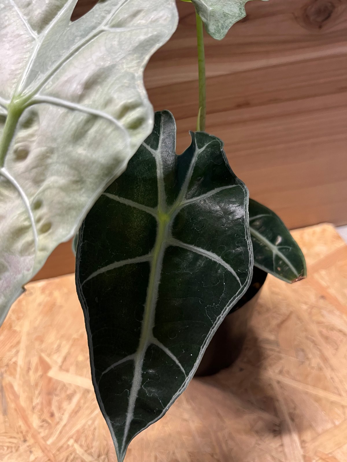 t*o様 アロカシア　シンポ　バリエガータ アロカシア アマゾニカ ポリー ミントバリエガータ | GREEN LUCK