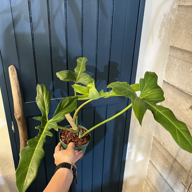 フィロデンドロン ゴールデンドラゴン | GREEN LUCK