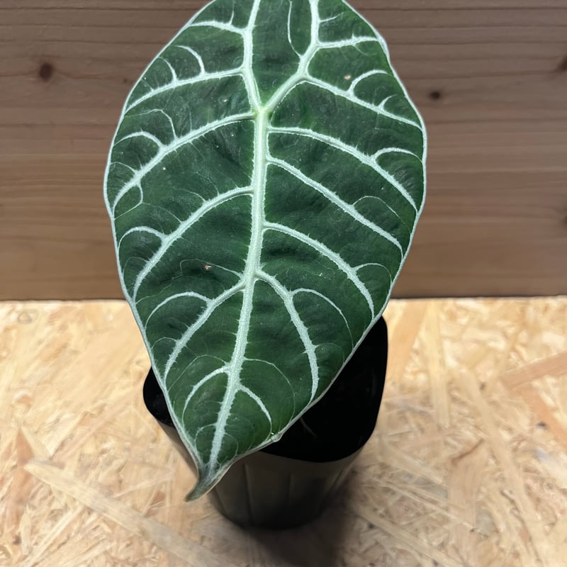 アロカシア ワトソニアナ 大株 アロカシア ワトソニアナ 大株植え 専用ページです