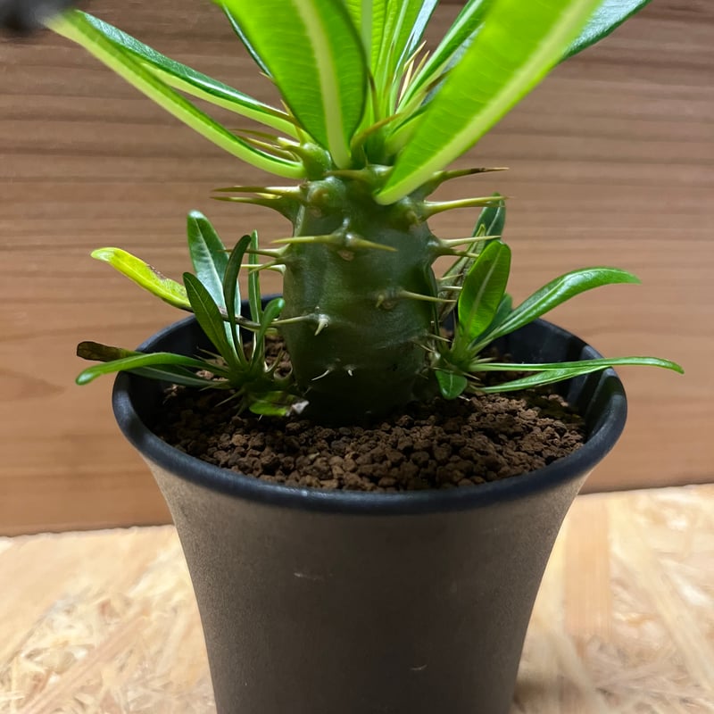 パキポディウム アンボンゲンセ | GREEN LUCK