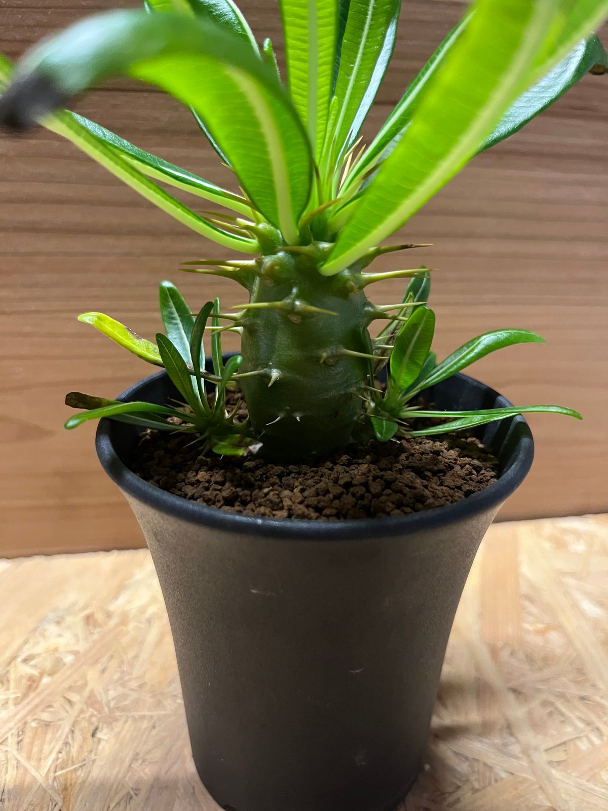 パキポディウム アンボンゲンセ | GREEN LUCK