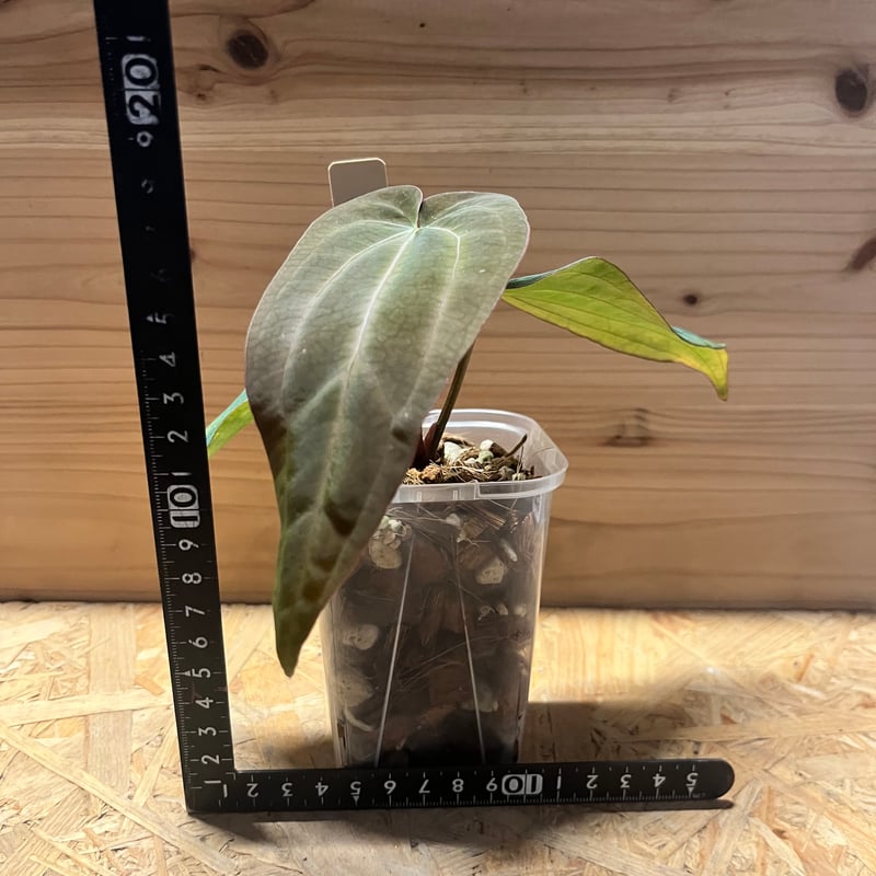 アンスリウム パンプキンスパイス×アントラキー（テズラ） | GREEN LUCK