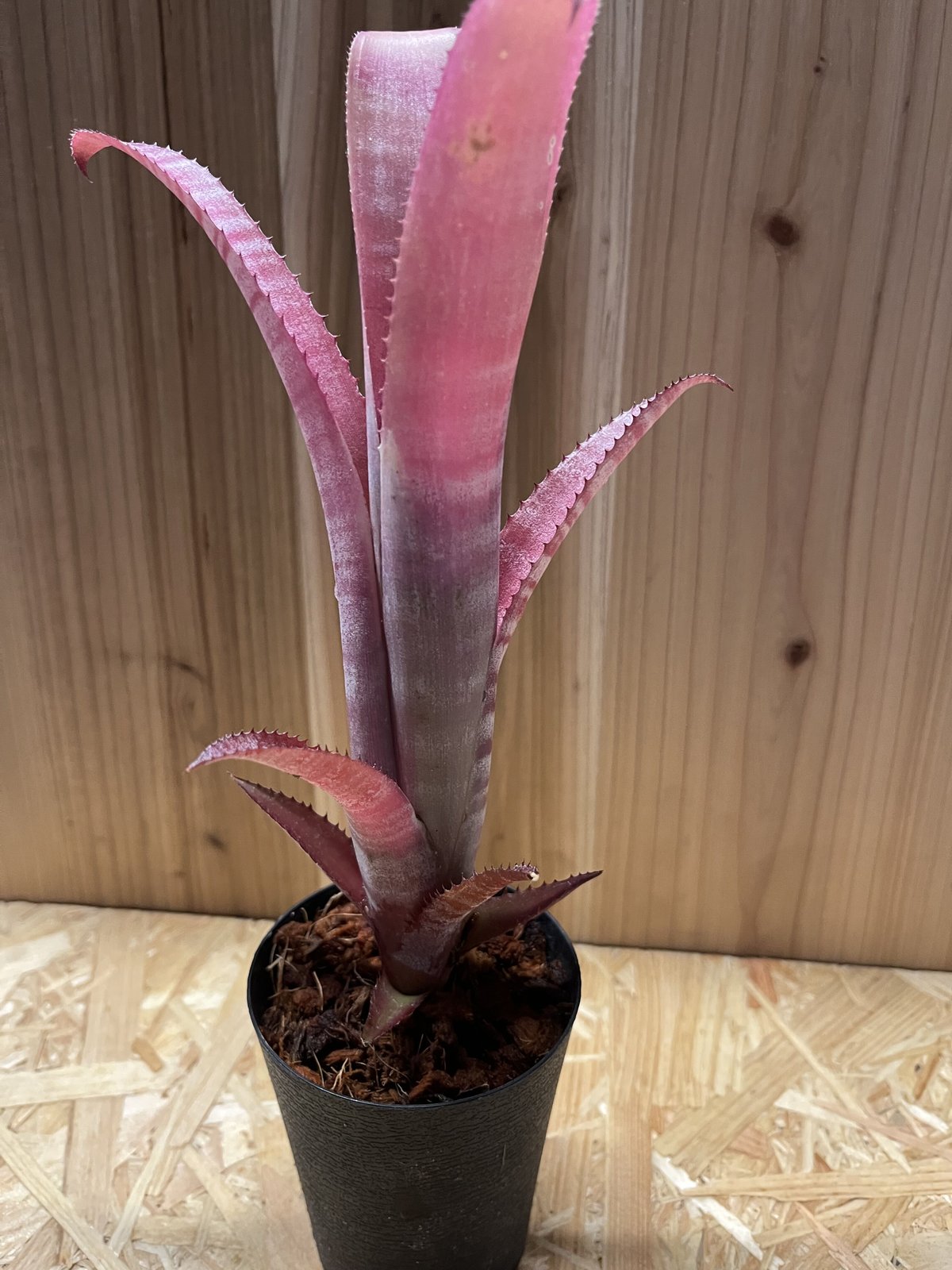 ビルベルギア ビッタータ ドミンゴスマルティンス×ストロベリー