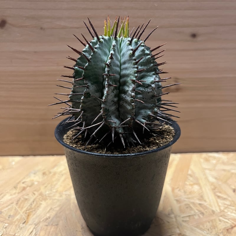 ユーフォルビア ホリダ | GREEN LUCK