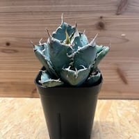 パキポディウム グラキリス×伝市鉢 | GREEN LUCK