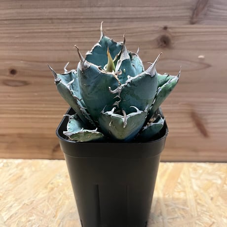 ★10/26(日)まで週末セール中★アガベ　グラキリス　パキプス　白鯨　悪魔くん アガベ チタノタ 白鯨/ww-27 | アガベ専門店 モンスターハウス