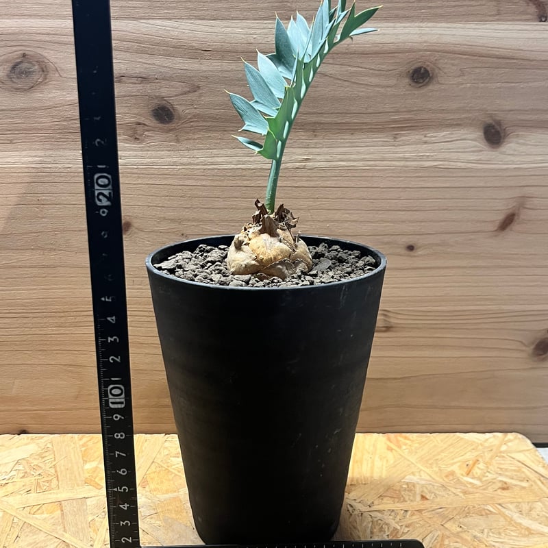 エンセファラルトス ホリダス | GREEN LUCK