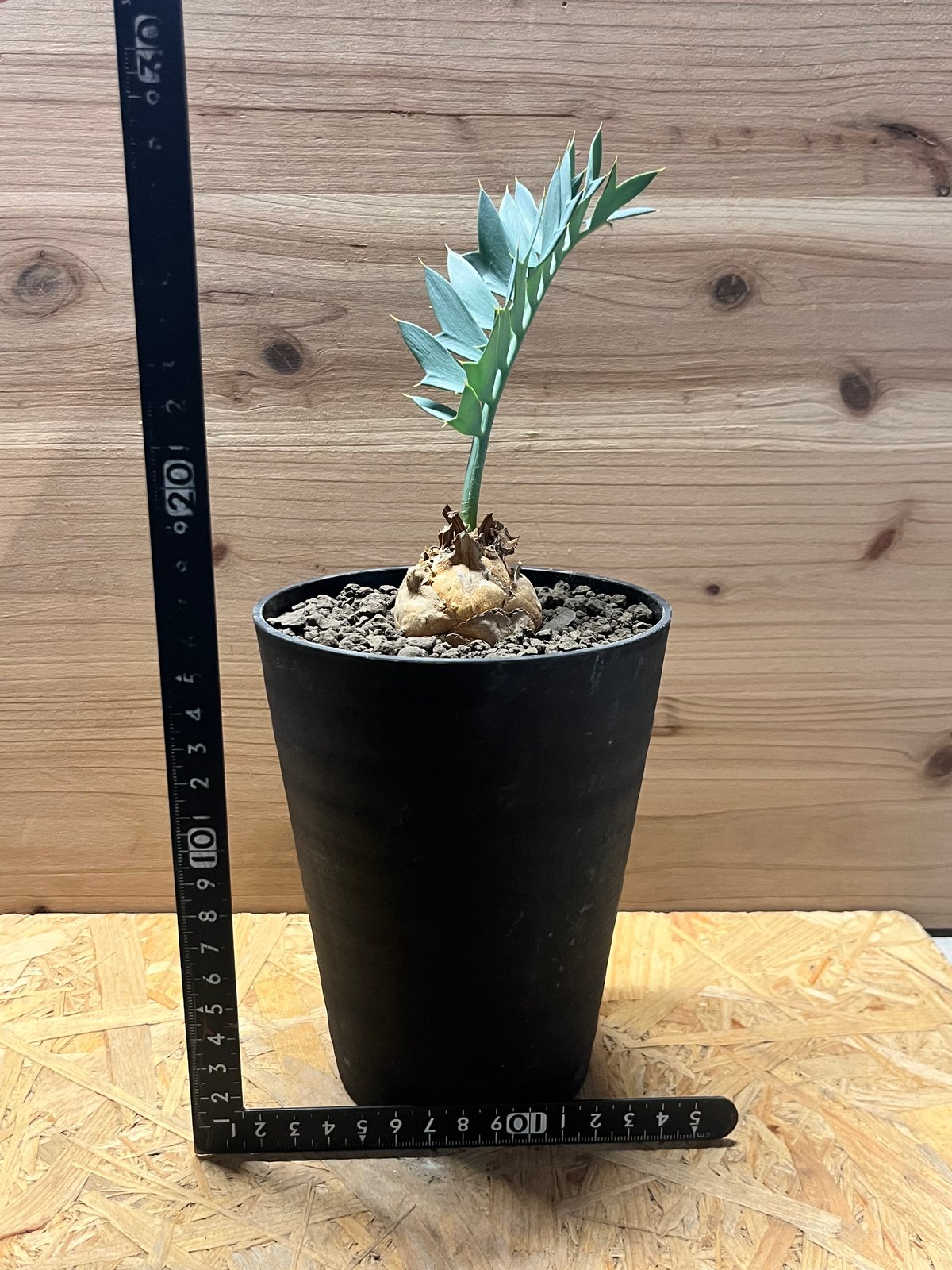 エンセファラルトス ホリダス | GREEN LUCK