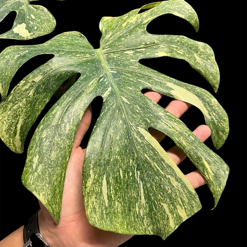 モンステラ デリシオーサ 'プラチナム' | GREEN LUCK