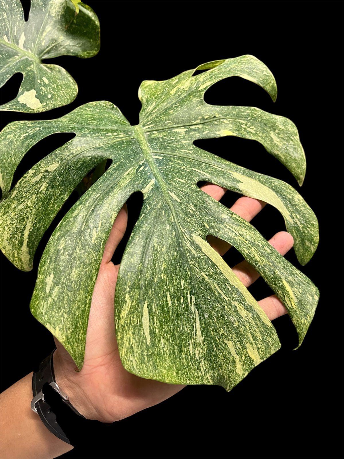 k*j様 モンステラ　デリシオーサ　プラチナム k*j様 モンステラ デリシオーサ プラチナム