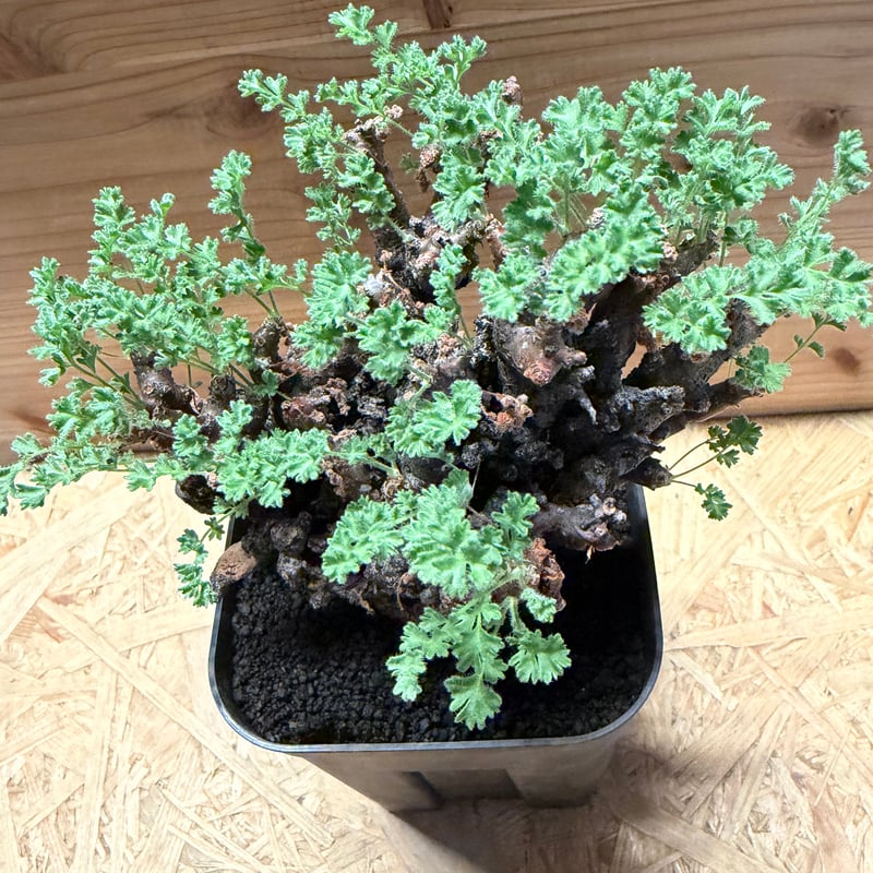 ペラルゴニウム アルテルナンス | GREEN LUCK