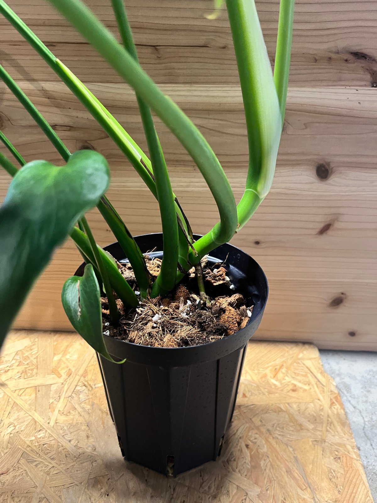 モンステラ バールマルクスフレーム | GREEN LUCK