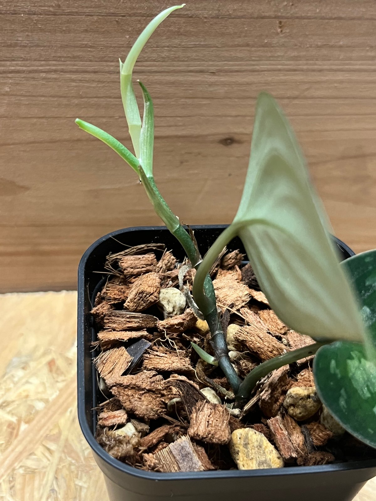 スキンダプサス スーパーブラック ボルネオ | GREEN LUCK