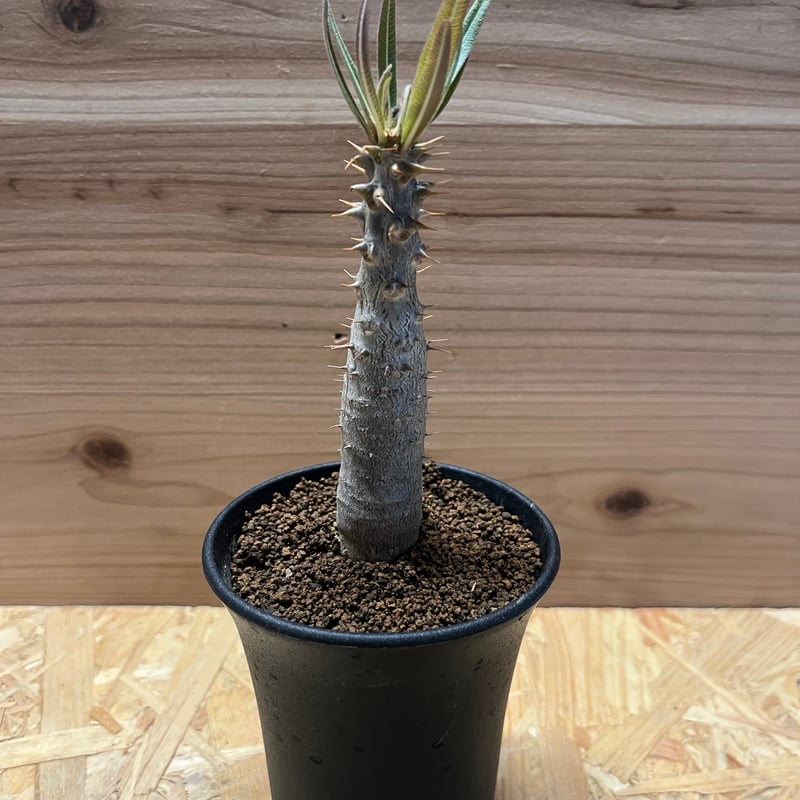 パキポディウム ドラケイ 美形 レア品種 パキポディウム ドラケイ | GREEN LUCK