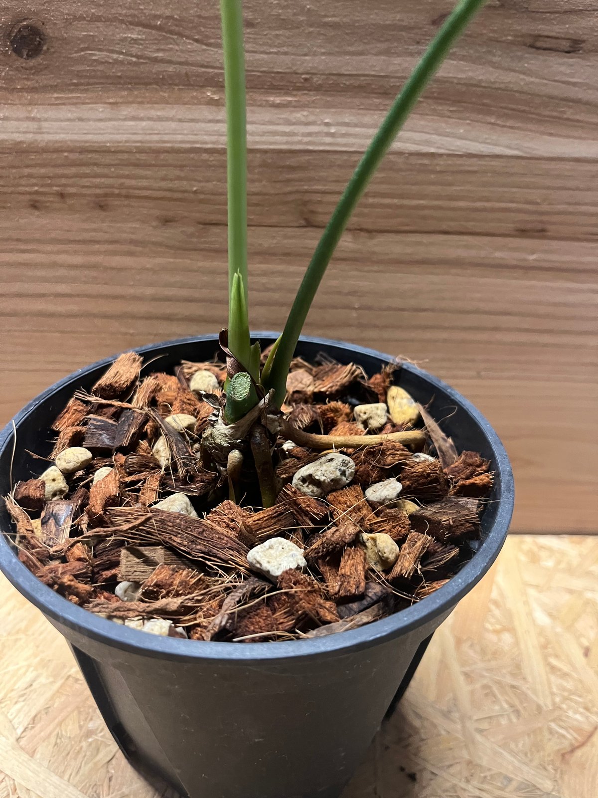 アンスリウム デルタフォース | GREEN LUCK