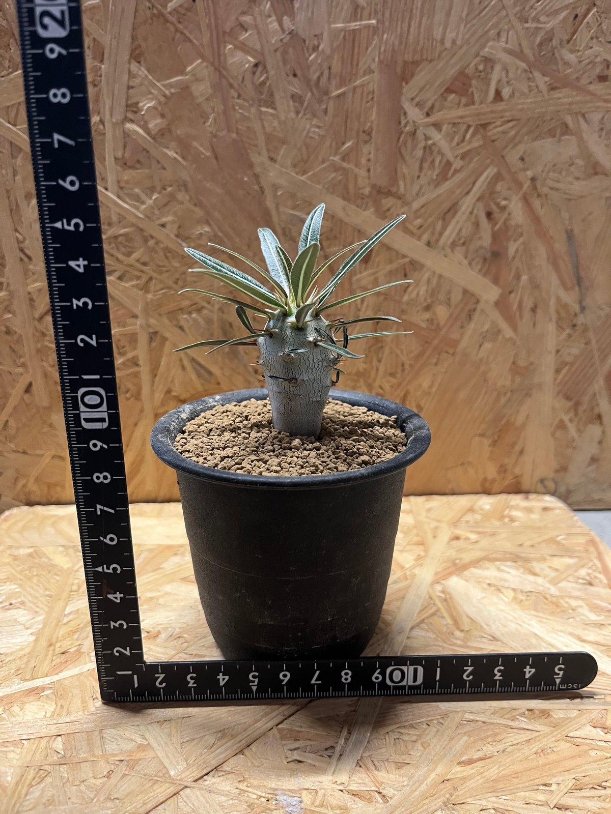 fit=scale-down,w=1200