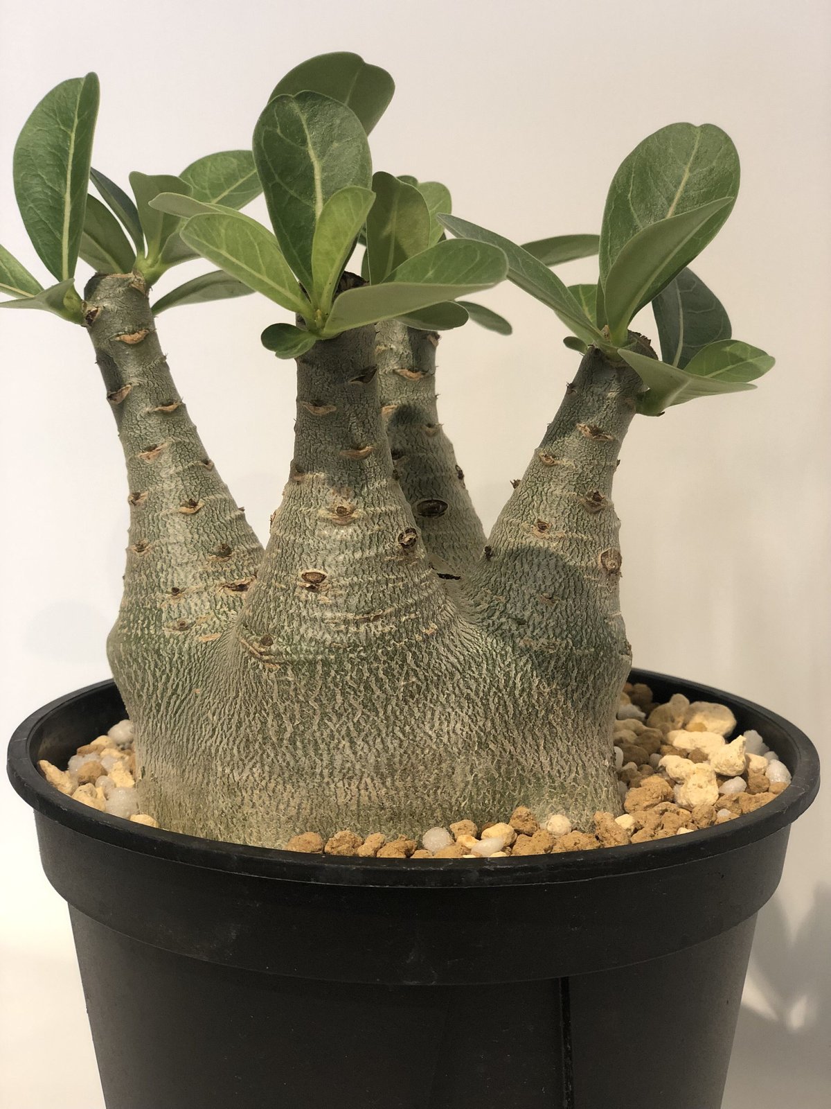 アデニウム アラビカム | GREEN LUCK