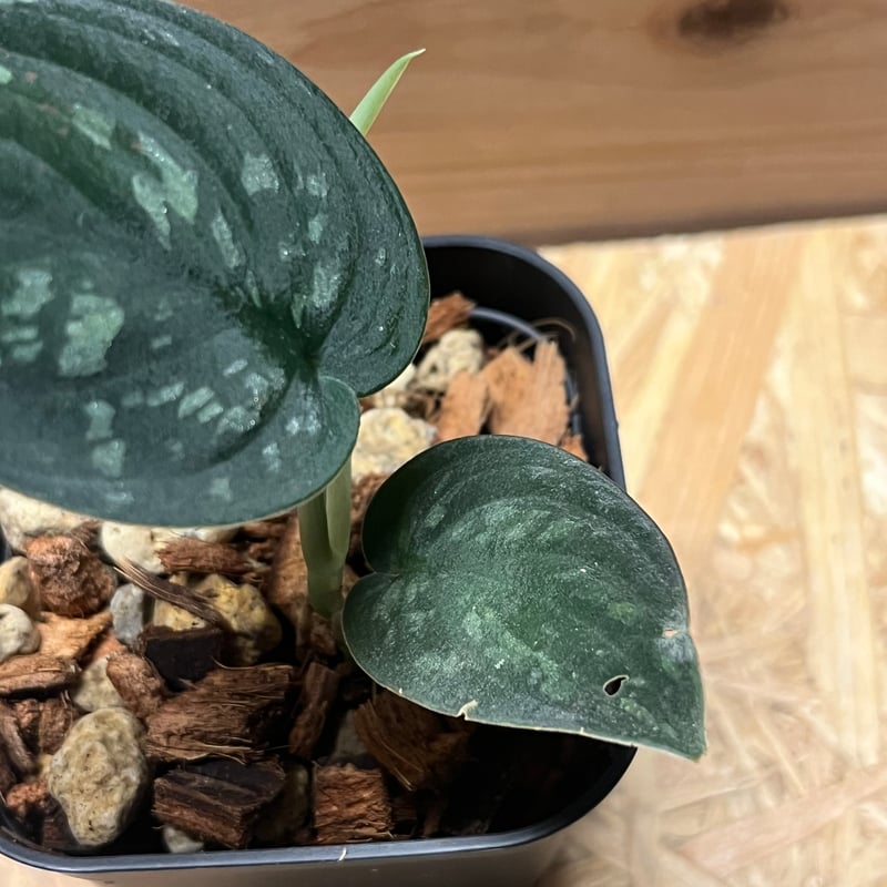 スキンダプサス スーパーブラック ボルネオ | GREEN LUCK