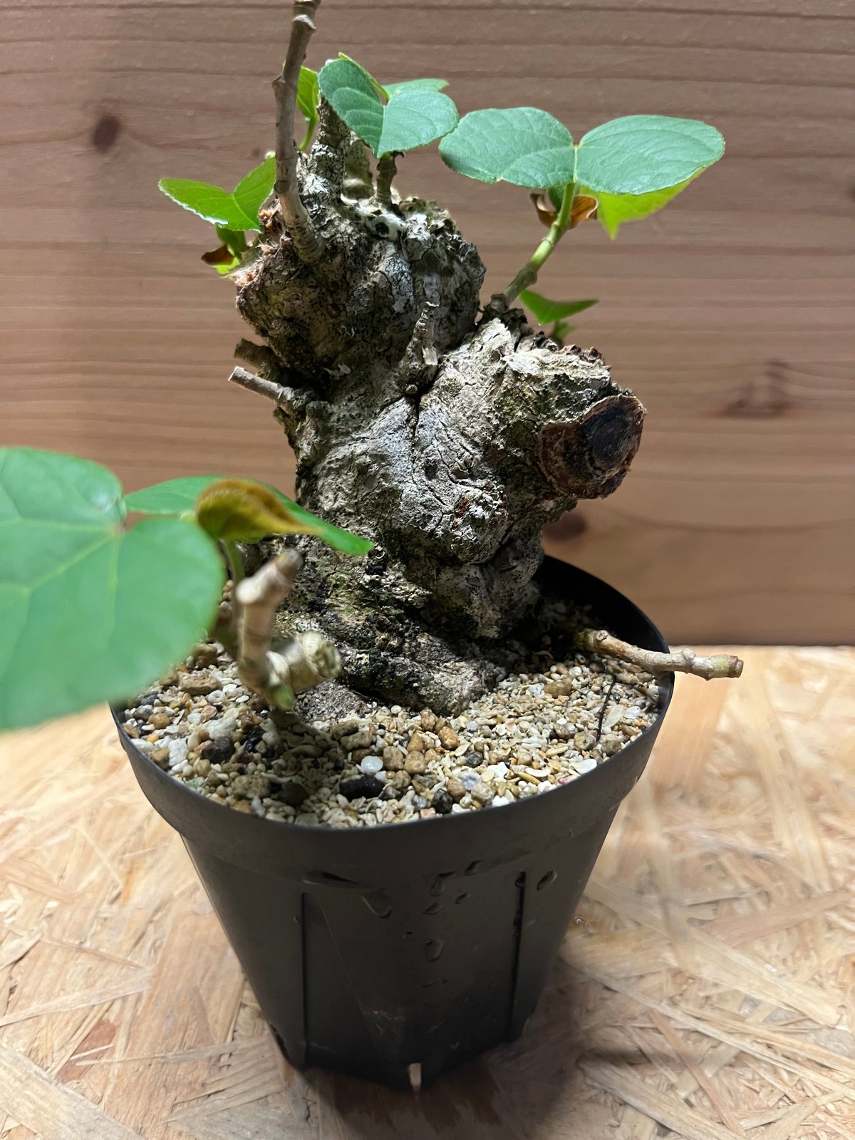 オオハマボウ（ユウナ）盆栽　中株　現地球 ™️ ・ #オオハマボウ #琉球盆栽 #ユウナ #hibiscustiliaceus