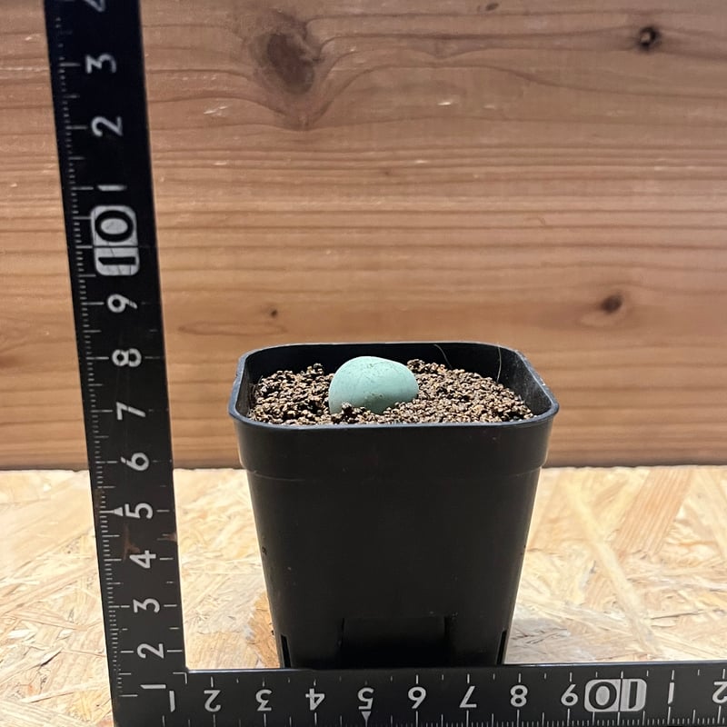 コノフィツム カルキュルス | GREEN LUCK