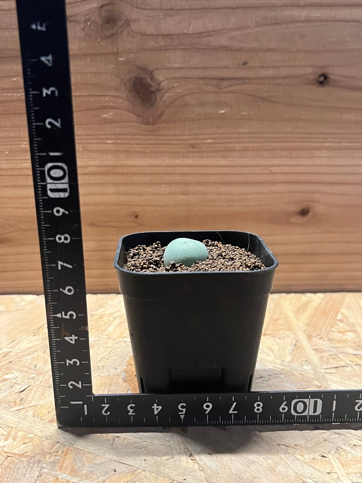 コノフィツム カルキュルス | GREEN LUCK