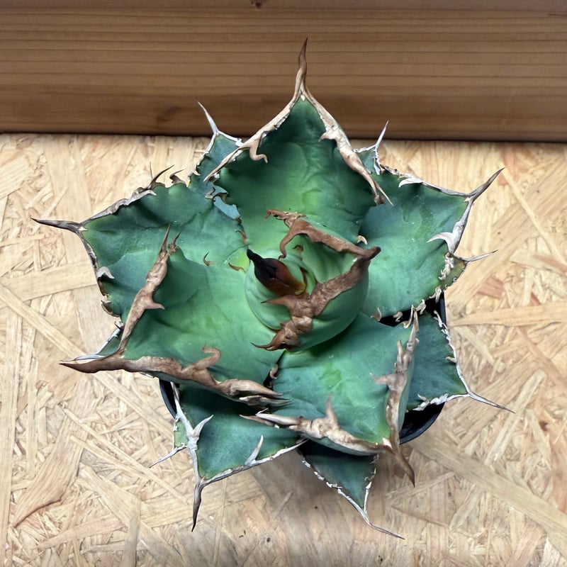 アガベ チタノタ '黒犀牛' | GREEN LUCK