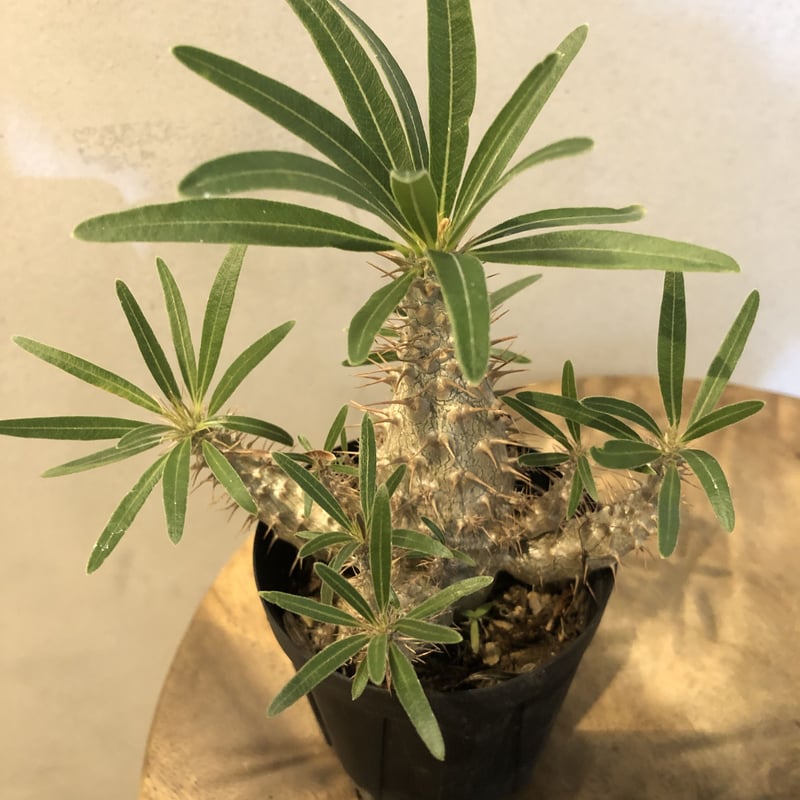 パキポディウム グラキリス 実生 | GREEN LUCK