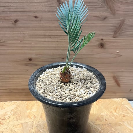 ラブリン　ソテツ imgrc0091823473.jpg