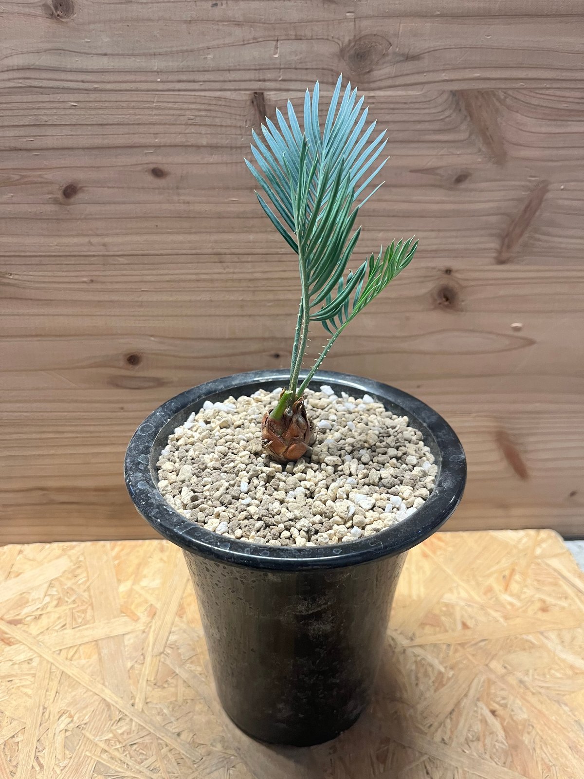 サイカス クピダ | GREEN LUCK