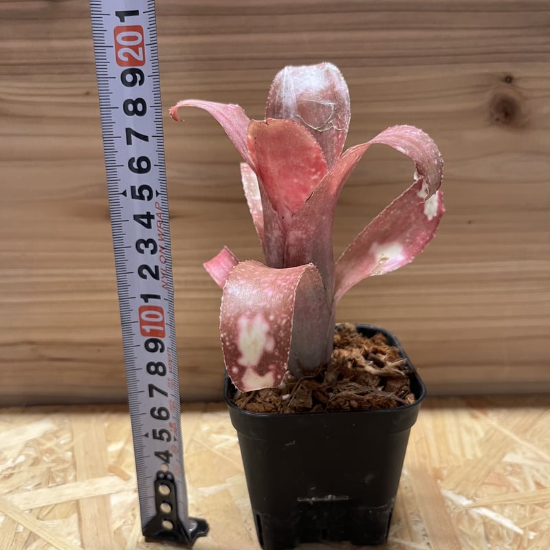 ビルベルギア ピンクシャンパン | GREEN LUCK