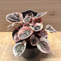 ディオーン エデュレ | GREEN LUCK