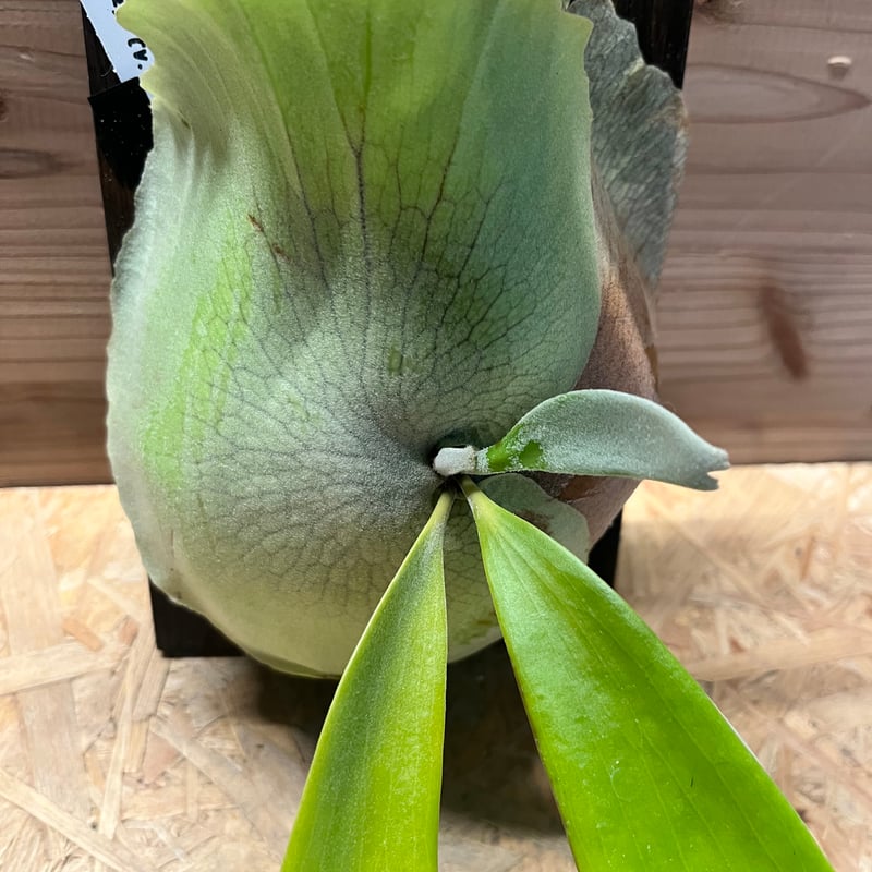 ビカクシダ ウィリンキー 'ロジャーナ' | GREEN LUCK