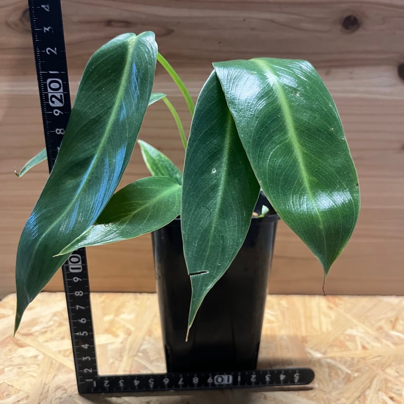 フィロデンドロン スピリタスサンクチ | GREEN LUCK