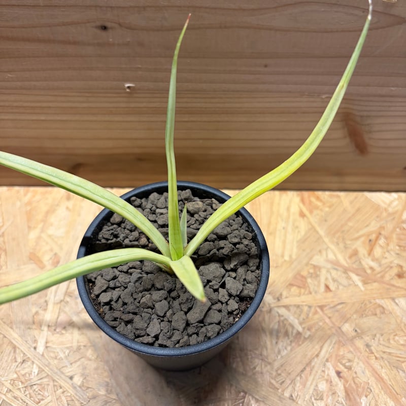 サンスベリア 'ダンシングドラゴン' 斑入り | GREEN LUCK