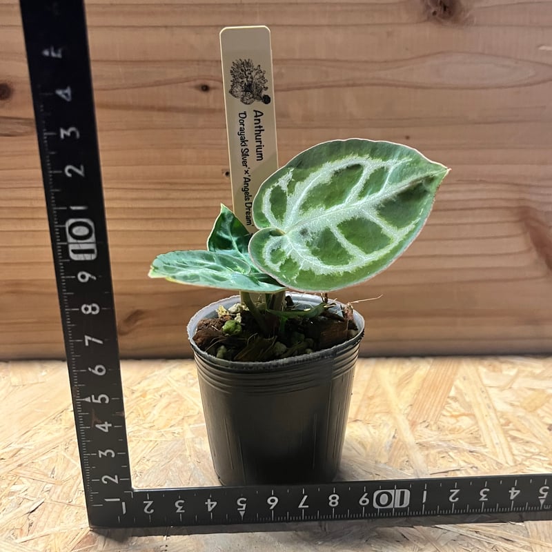 アンスリウム ドラヤキシルバー×エンジェルズドリーム×レッド