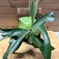 サイカス コッツシアーナ | GREEN LUCK