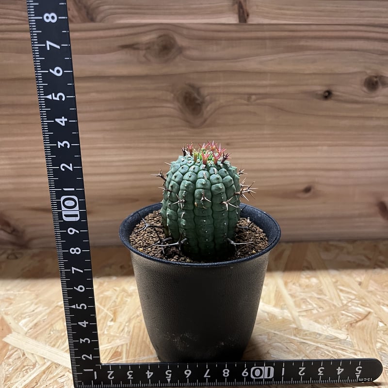 ユーフォルビア 群星冠 | GREEN LUCK