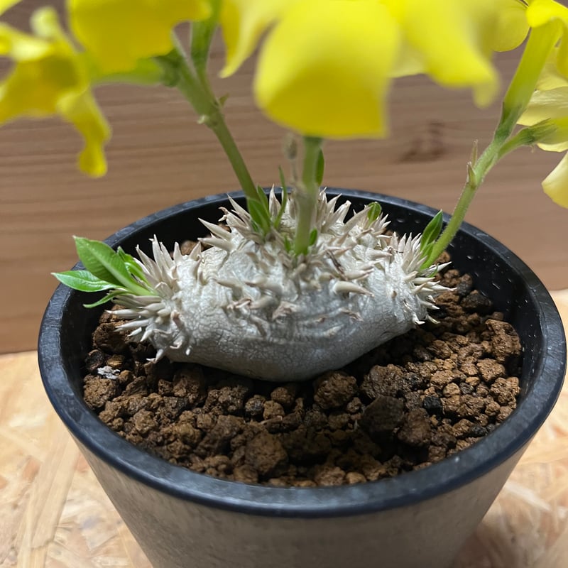 パキポディウム ブレビカウレ 恵比寿笑い | GREEN LUCK