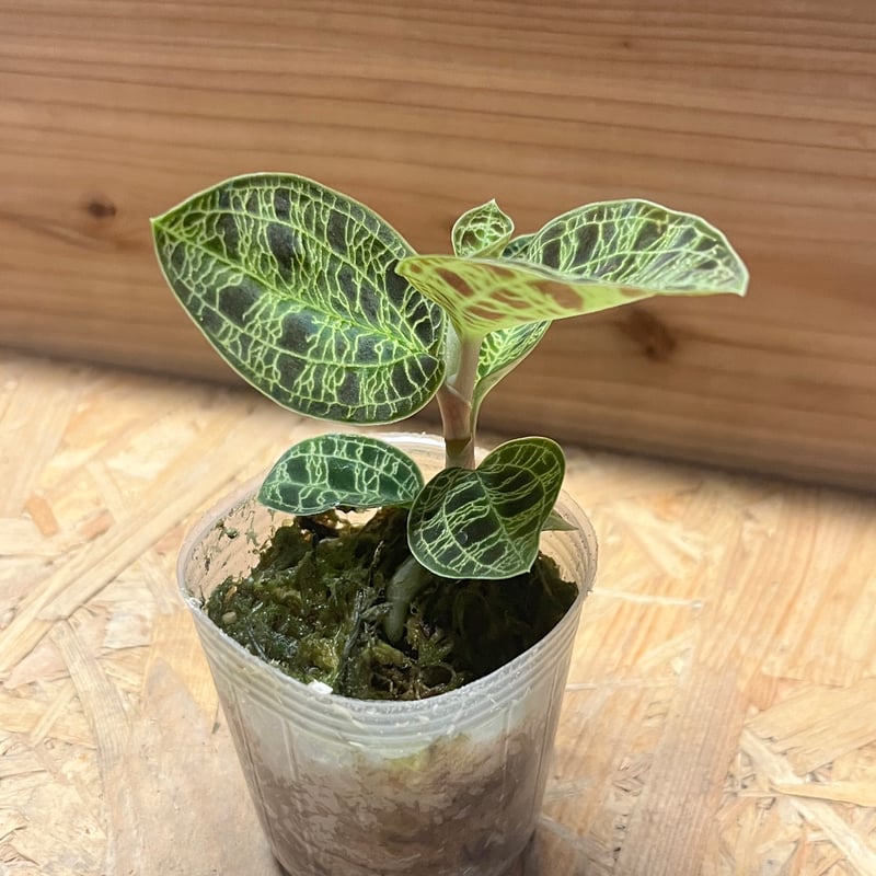 ジュエルオーキッド マコデスぺトラ | GREEN LUCK