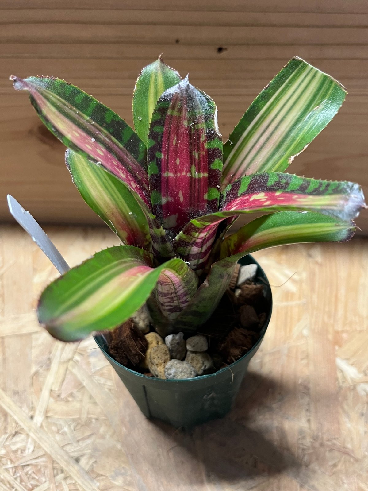 ネオレゲリア デスパシート | GREEN LUCK