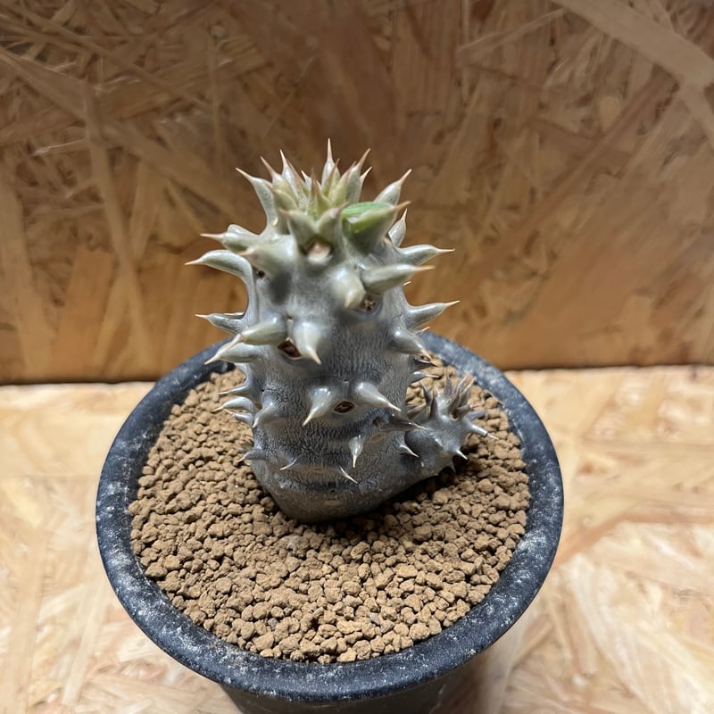 パキポディウム デンシフローラム | GREEN LUCK