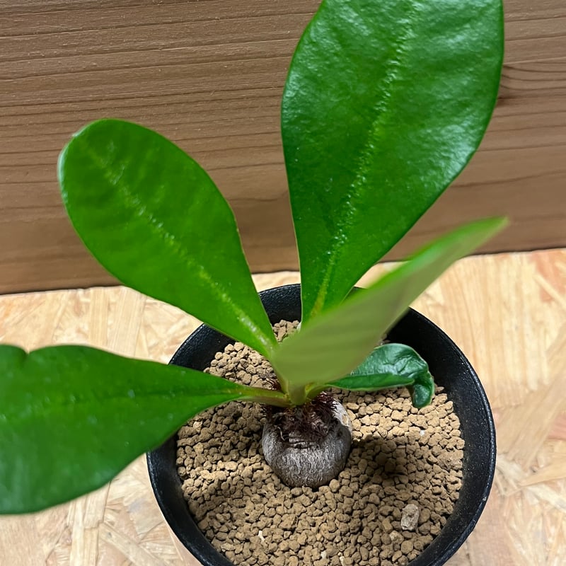 【希少】ユーフォルビア　ラメナ ユーフォルビア ラメナ | GREEN LUCK