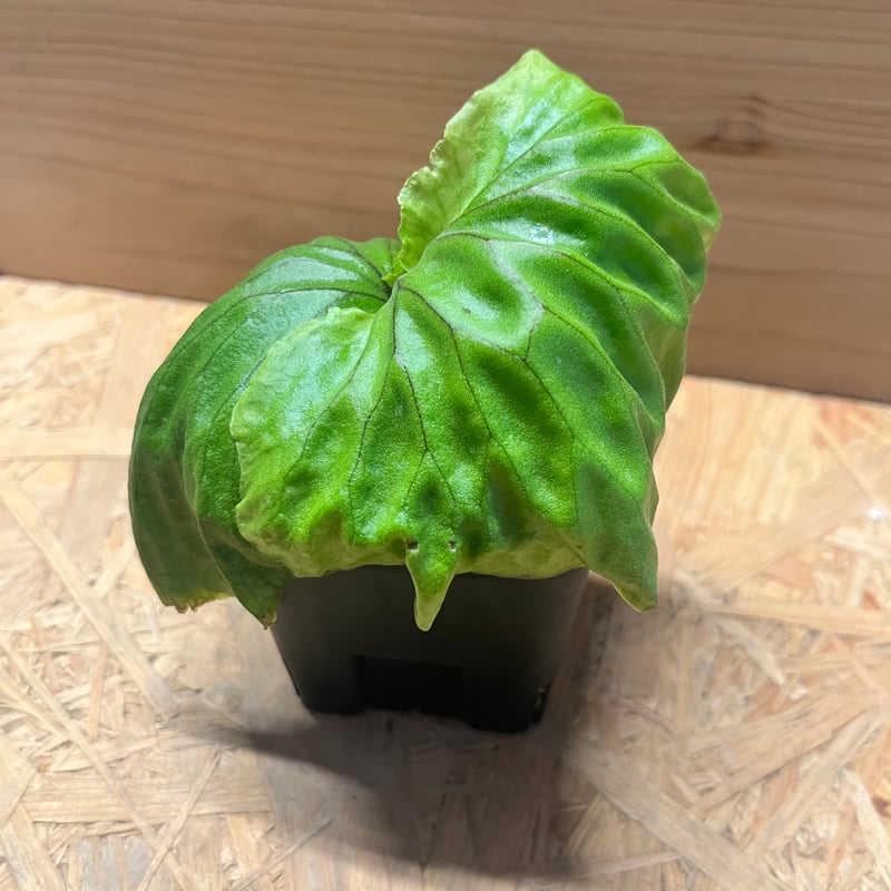 ビカクシダ マダガスカリエンセ | GREEN LUCK