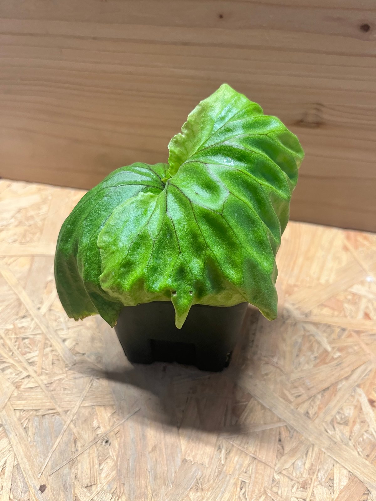 ビカクシダ マダガスカリエンセ | GREEN LUCK