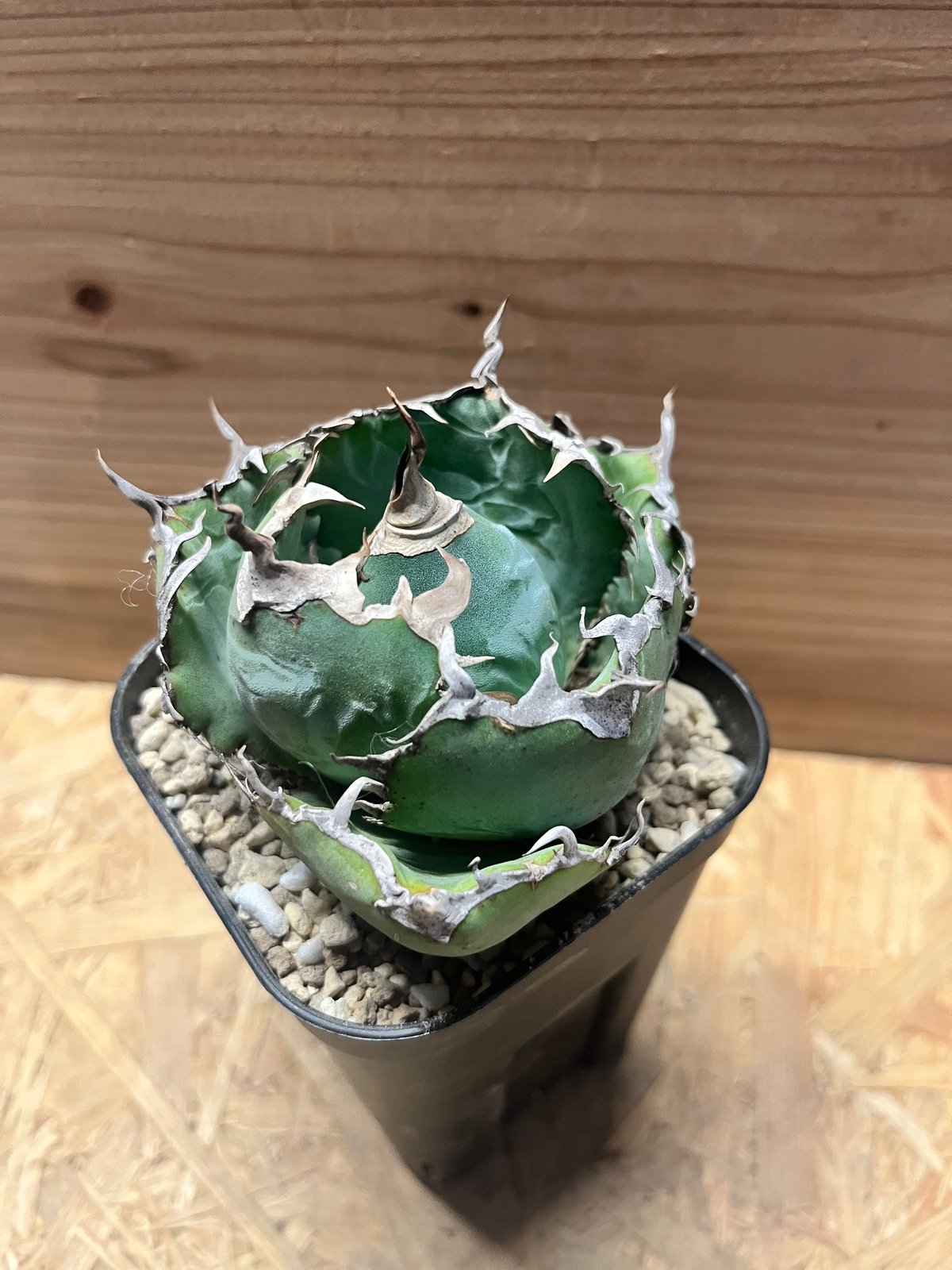 アガべ チタノタ '白鯨' | GREEN LUCK