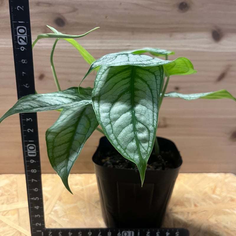 モンステラ シルテペカナ | GREEN LUCK