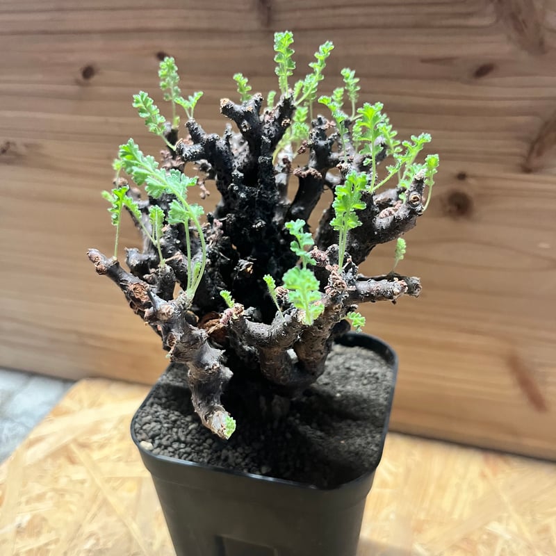 ペラルゴニウム アルテルナンス | GREEN LUCK